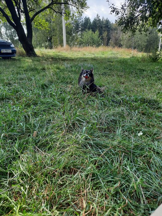 В'язка чихуахуа хлопчик