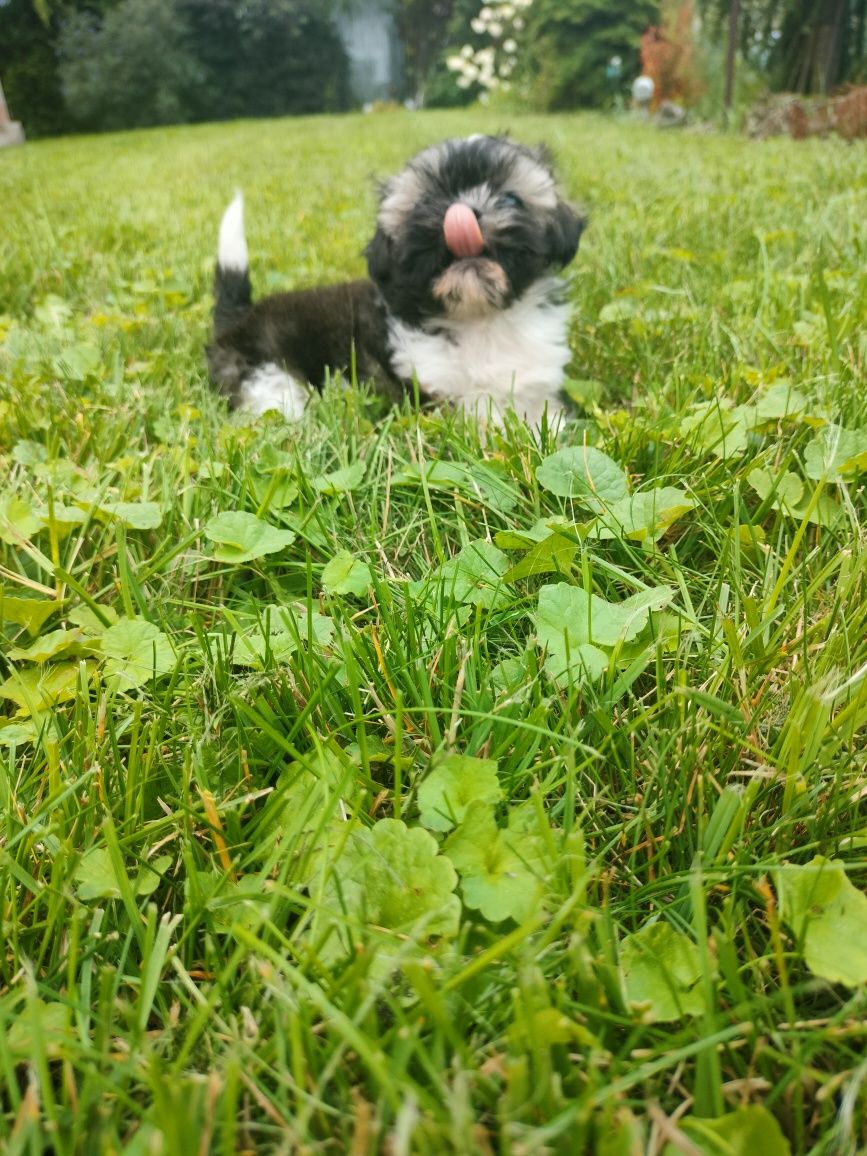 Suczka shih tzu do rezerwacji