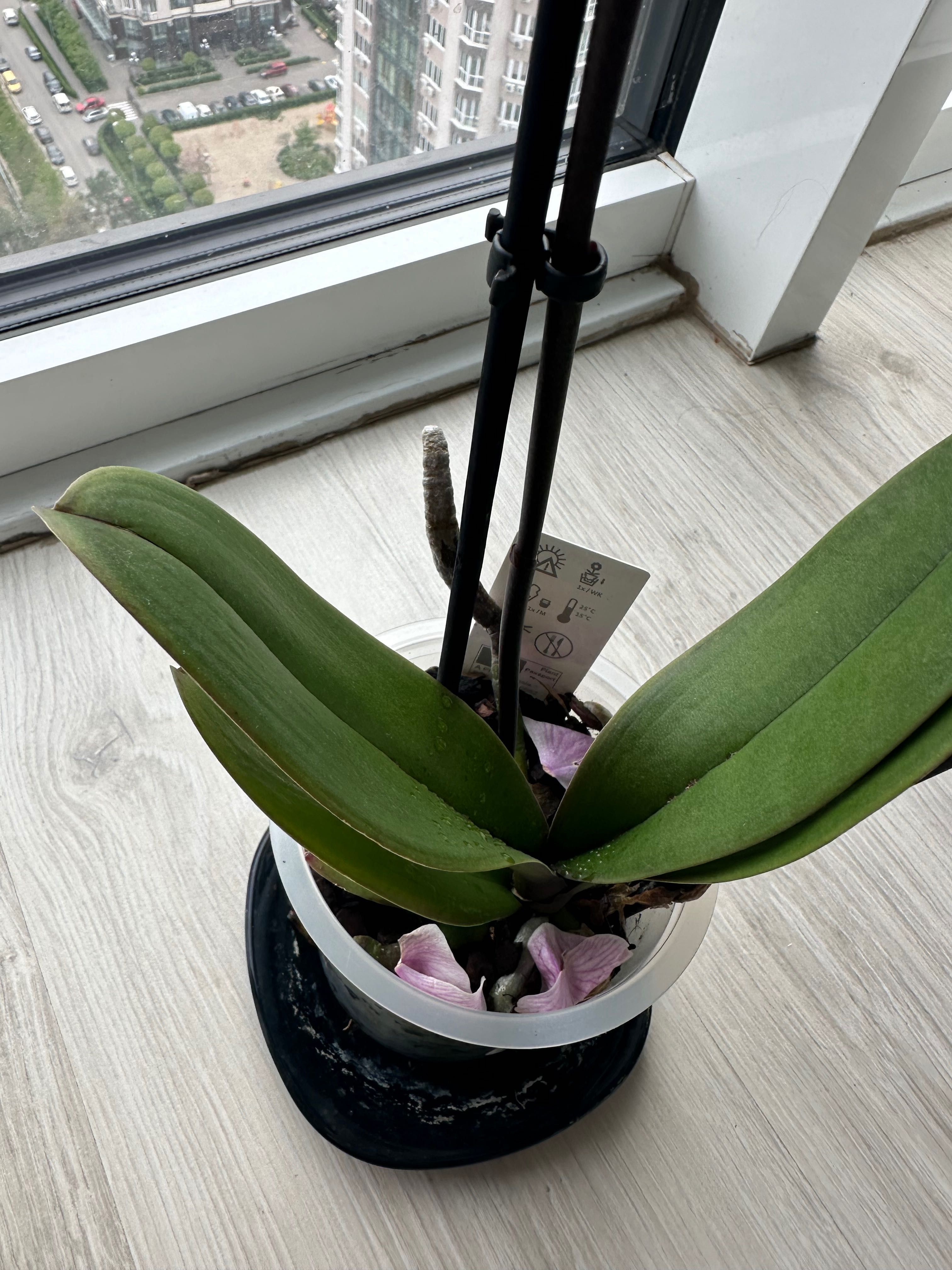 Орхідея ( Фаленопсис )