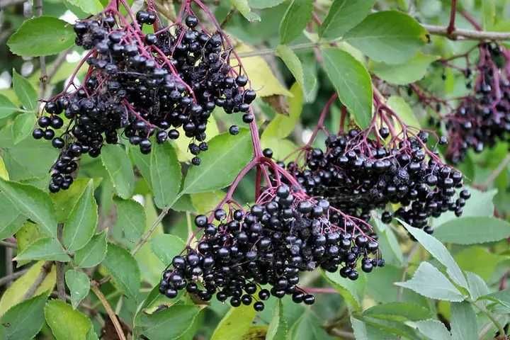 Syrop czarny bez kwiat od zielarza