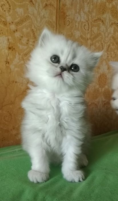 Серебристая шиншилла котята белые