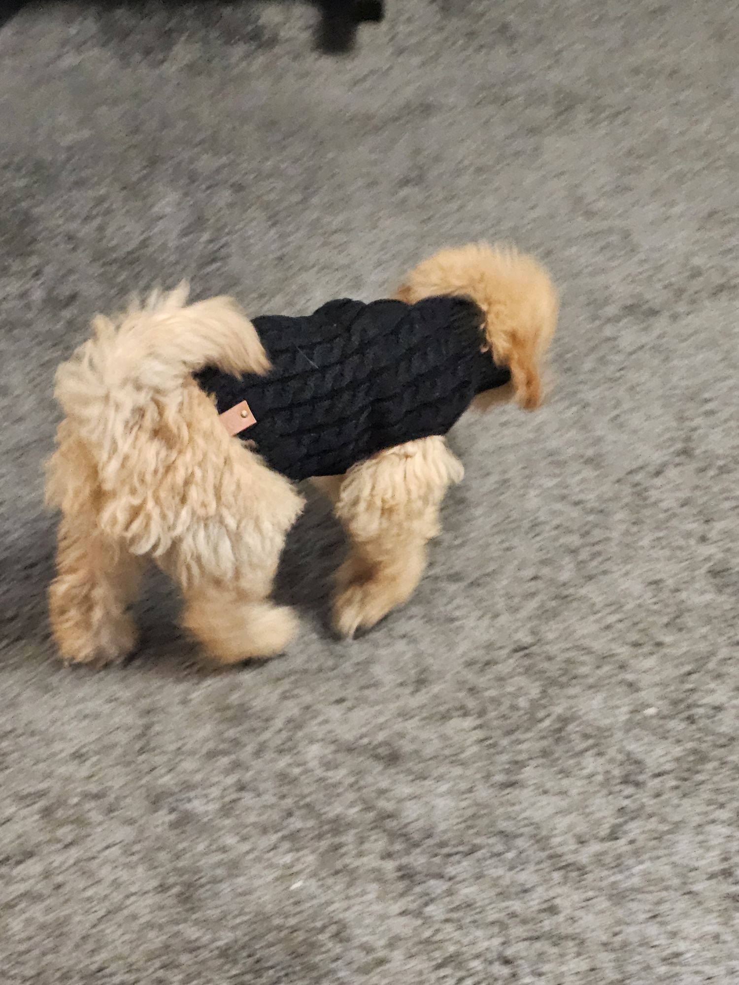 Pudel miniaturowy.Samiec. 4 mc.Po wszystkich szczepieniach.