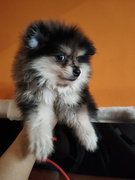 Spitz alemão fêmea Merle