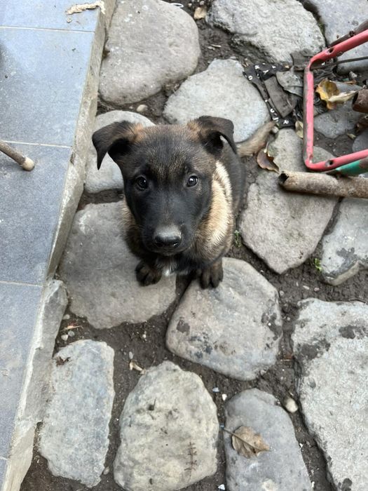 Щенята Бельгійської вівчарки, Малінуа