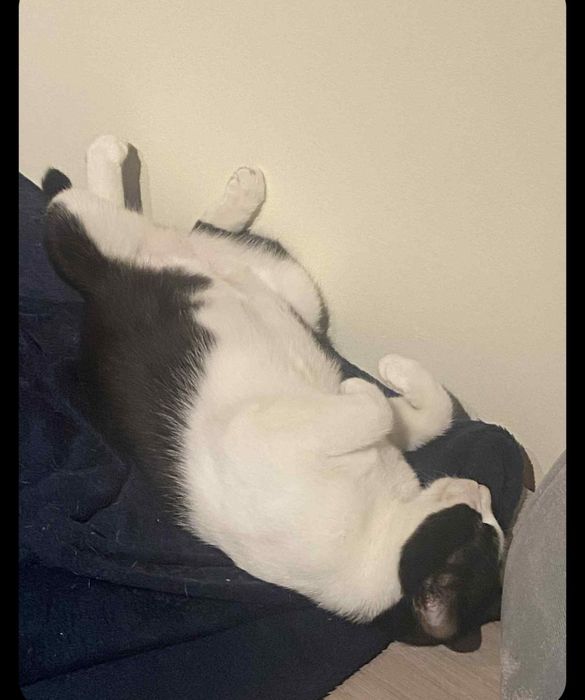 Oreo - słodka kotka do adopcji