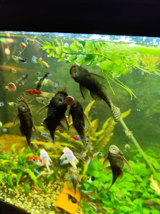 akwarystyka :rybki