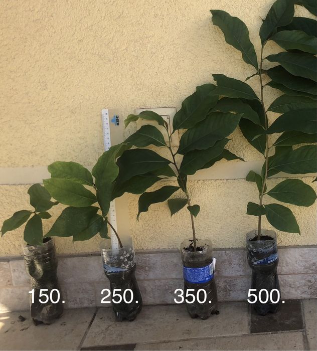 Азимина Sweet virgine і Тейлор-саджанці ЗКС - два чудові сорти