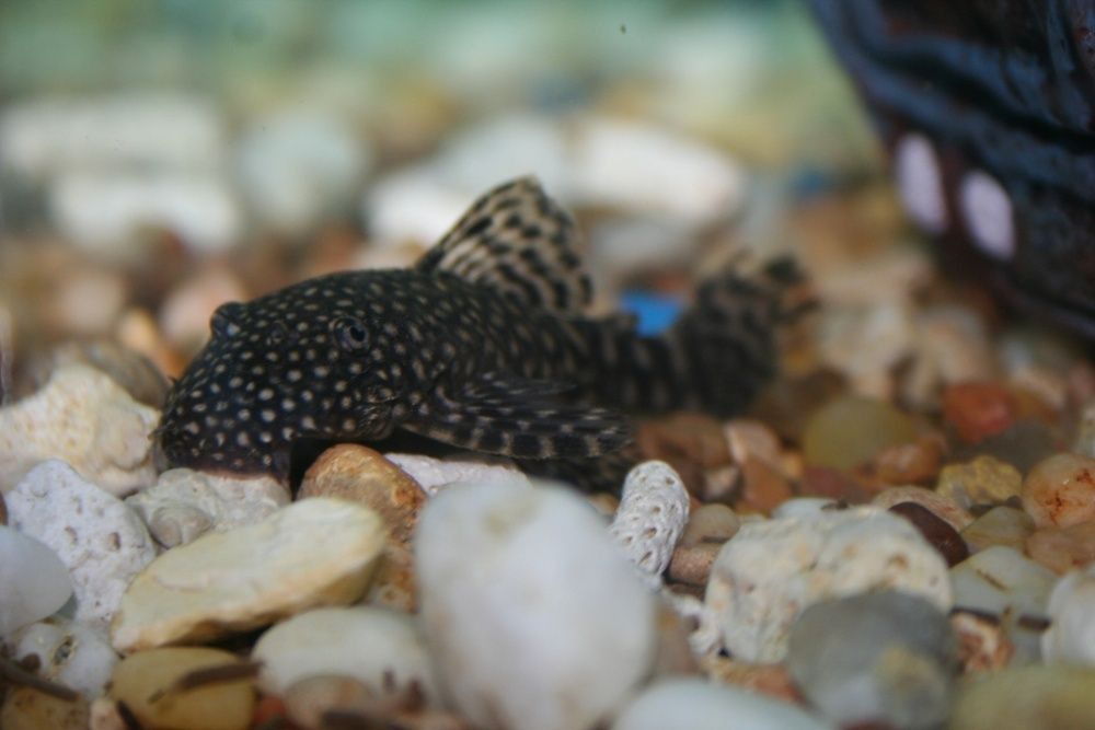 Glonojad Czarny - Sklep Zoologiczny