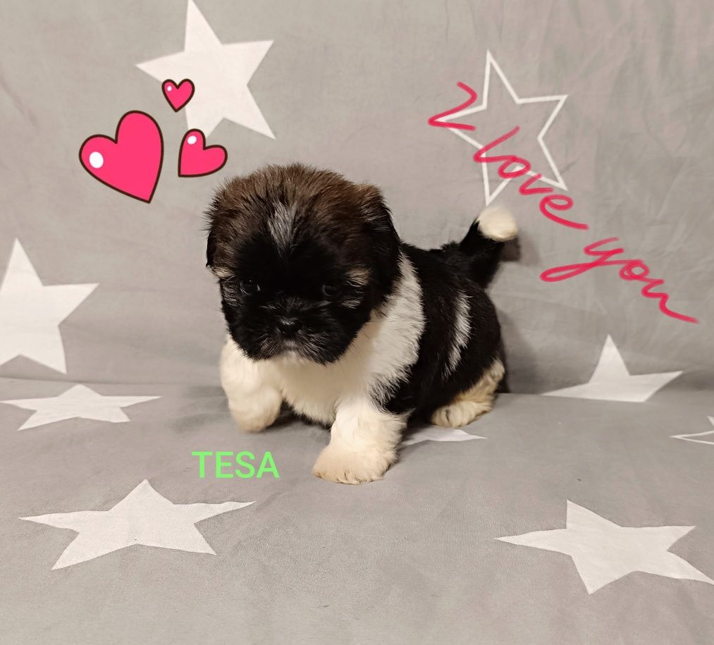 Shih Tzu suczka z rodowodem gotowa do odbioru.