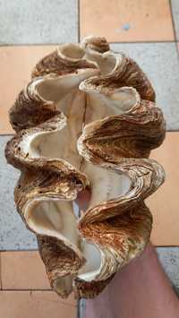 Concha gigante,,grande,big shells 36x23 cm,natural