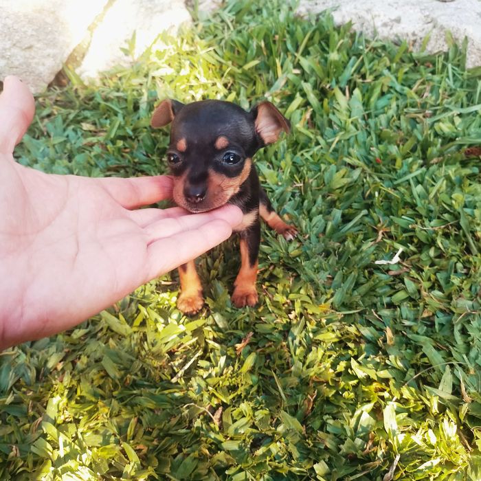 Pinscher mini fêmea
