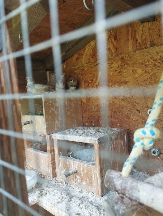 Klatka + ptaki Zeberki