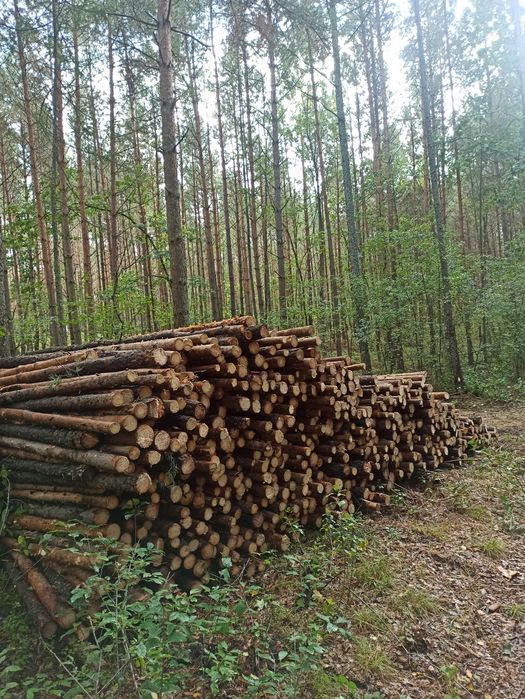 Stemple budowlane, słupki ogrodzeniowe