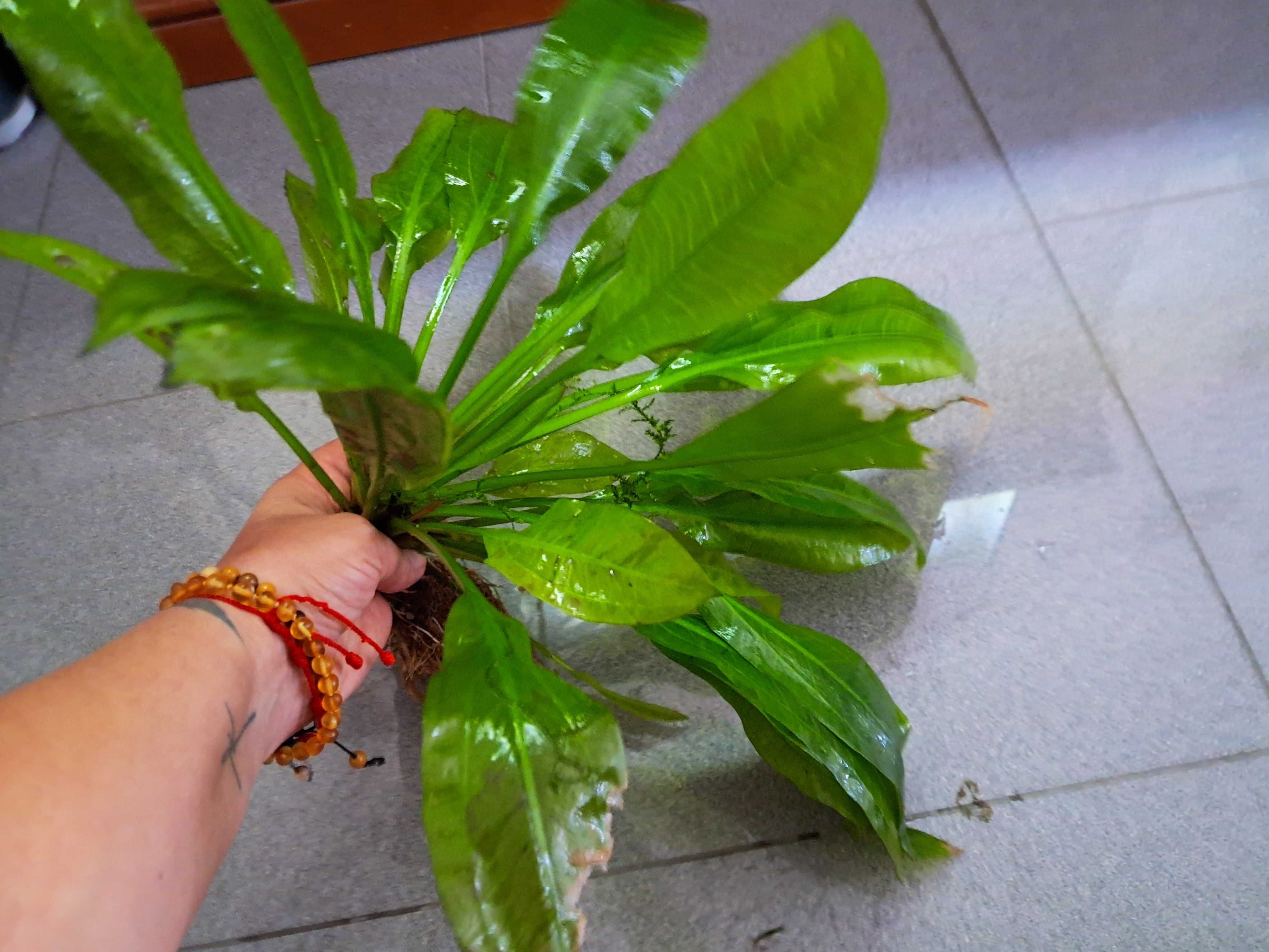 Planta echinodorus enorme
