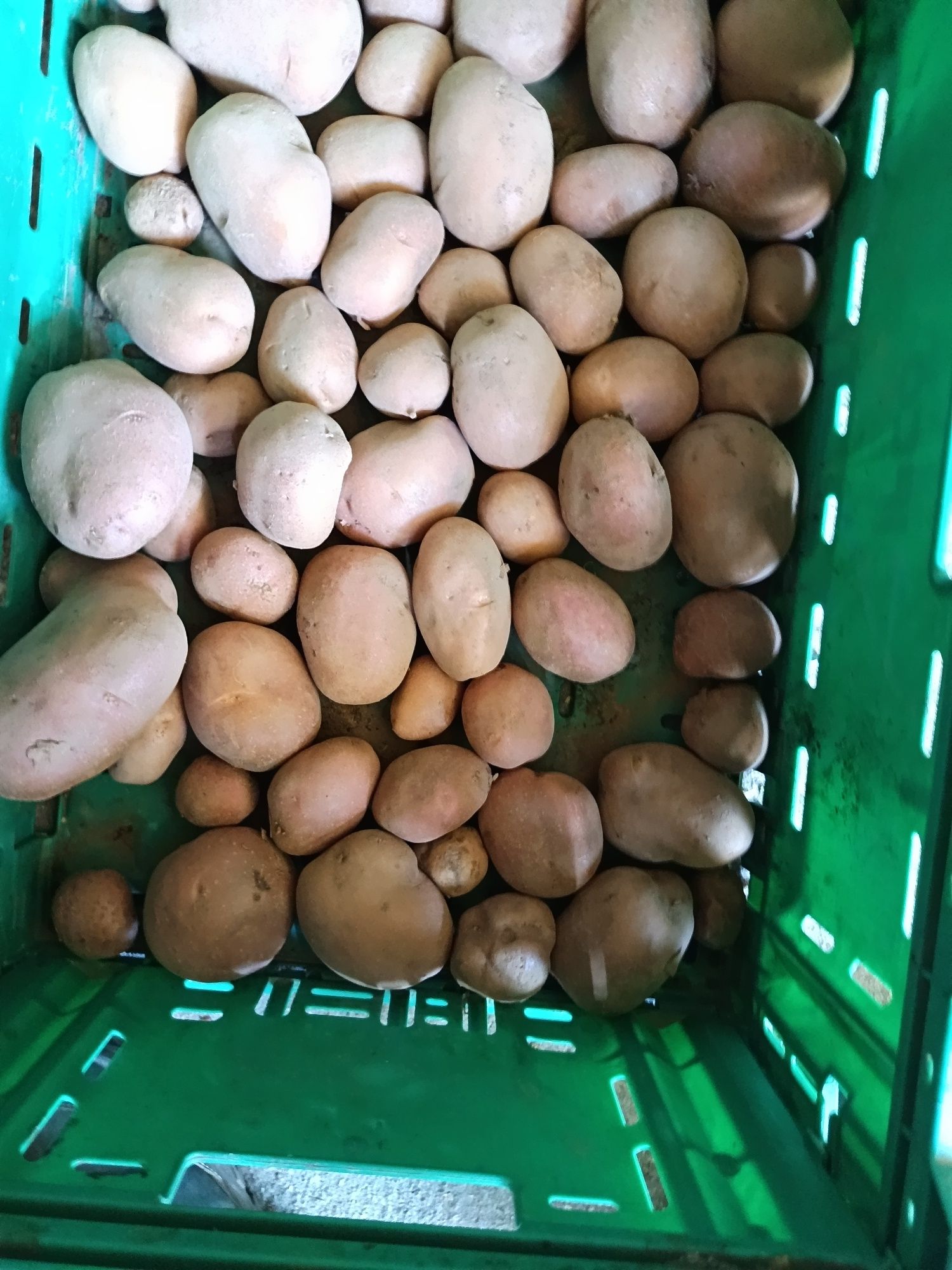 Batata nova vermelha