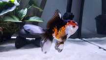 Welon, Oranda, Orandy, Złota Rybka, ryby akwariowe