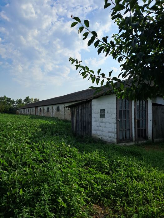 Продаж сільгосп.будівлі Свинарник