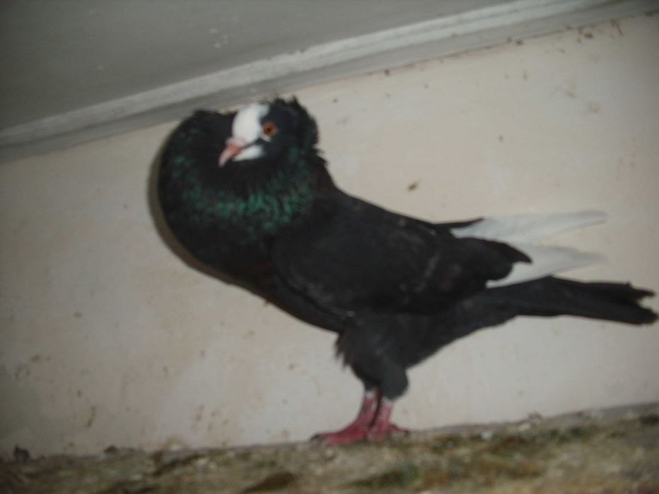 golebie ozdobne garlacze gornoslaskie samiec 2025r