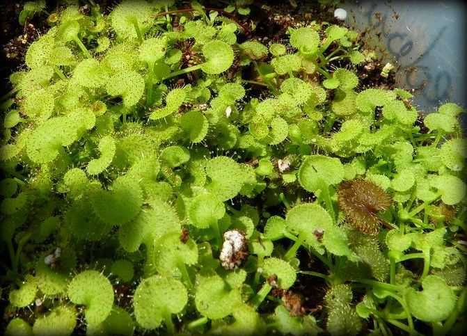 Rosiczka roślina owadożerna mięsożerna Drosera Andromeda prolifera