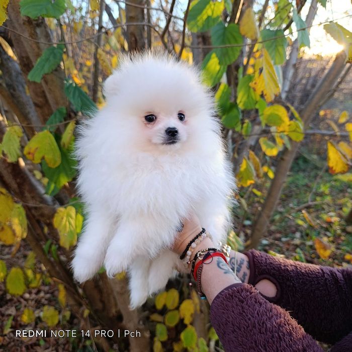 Szpic miniaturowy. Pomeranian. Cudny chłopak.