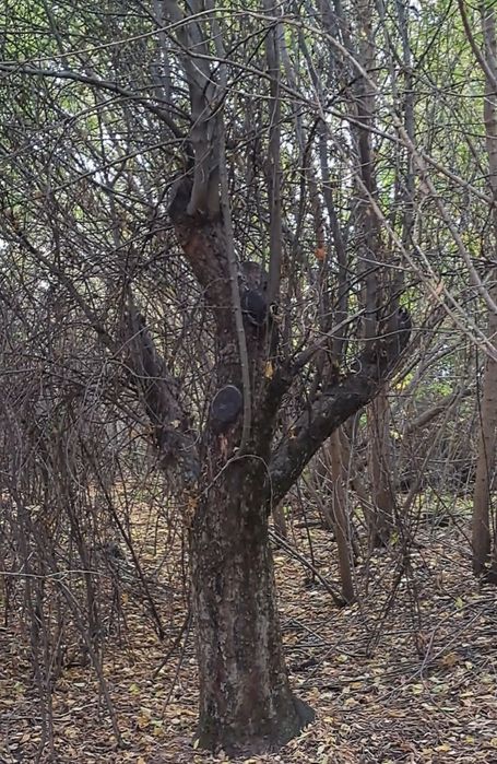 Виріз дерев на дрова, безкоштовно!