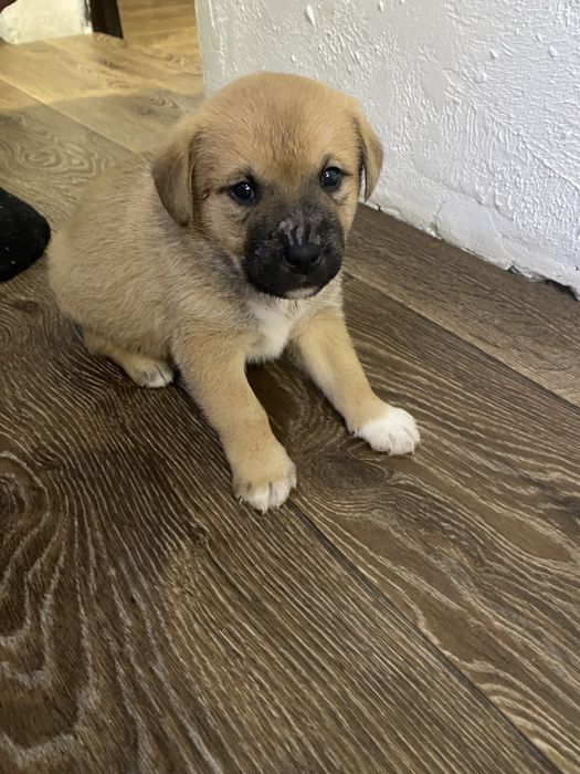 Щенята бесплатно