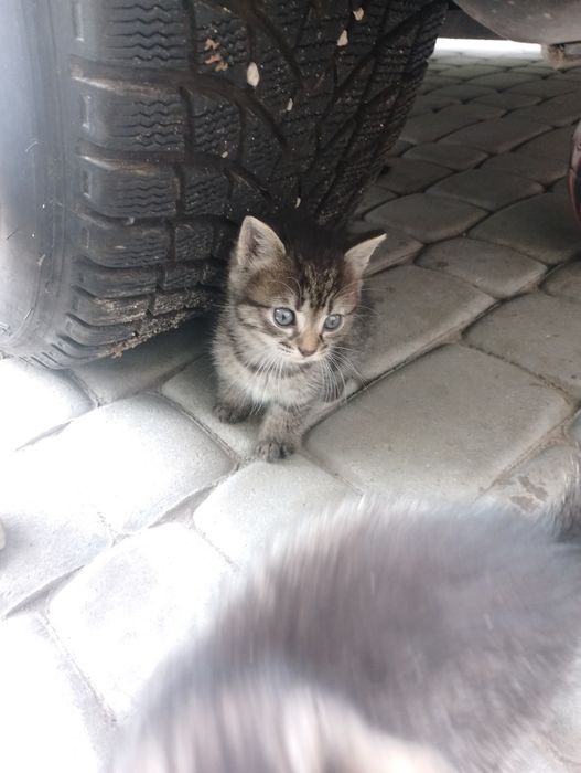 Віддам кошеня котика