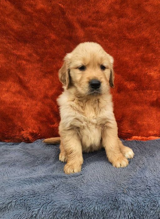 Golden Retriever - złoty szczeniak