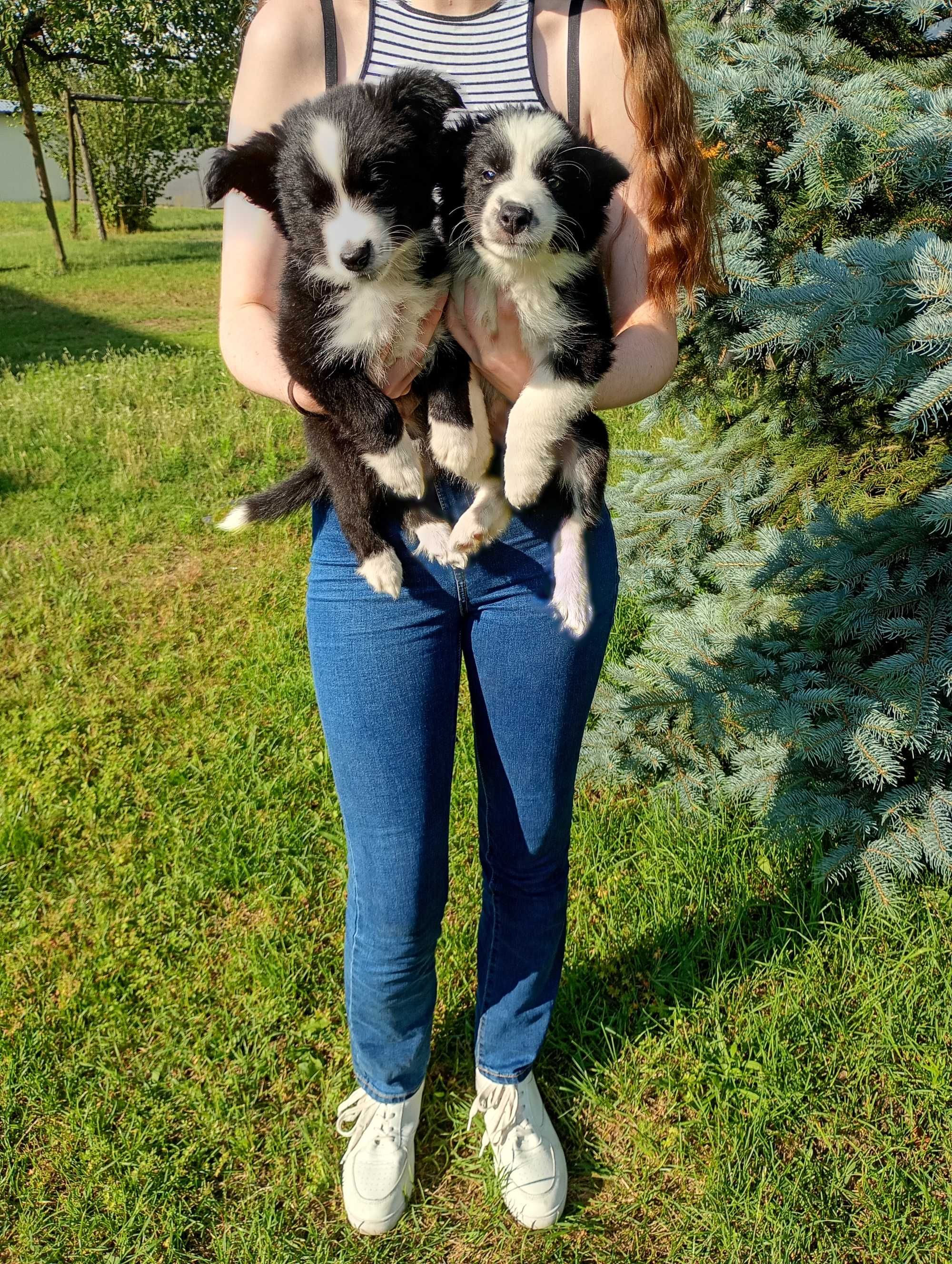 Border Collie szczeniaczek