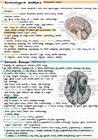 Notatki Anatomia WUM