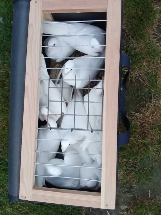 Białe gołębie pocztowe.