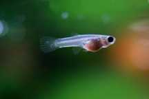 Guppys e Platys Bébés