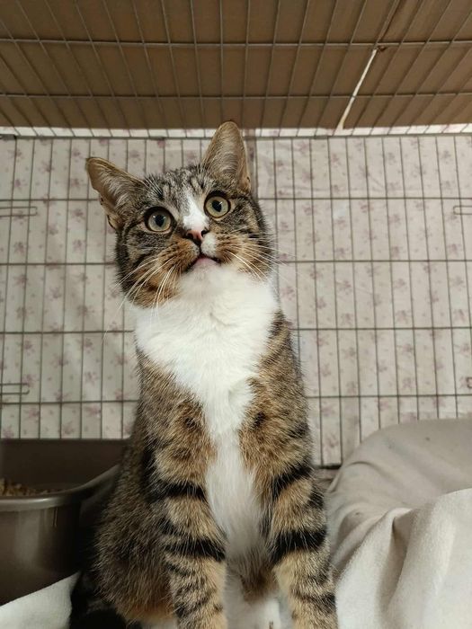 Kocurek Plituś, 7 mies. Po kastracji