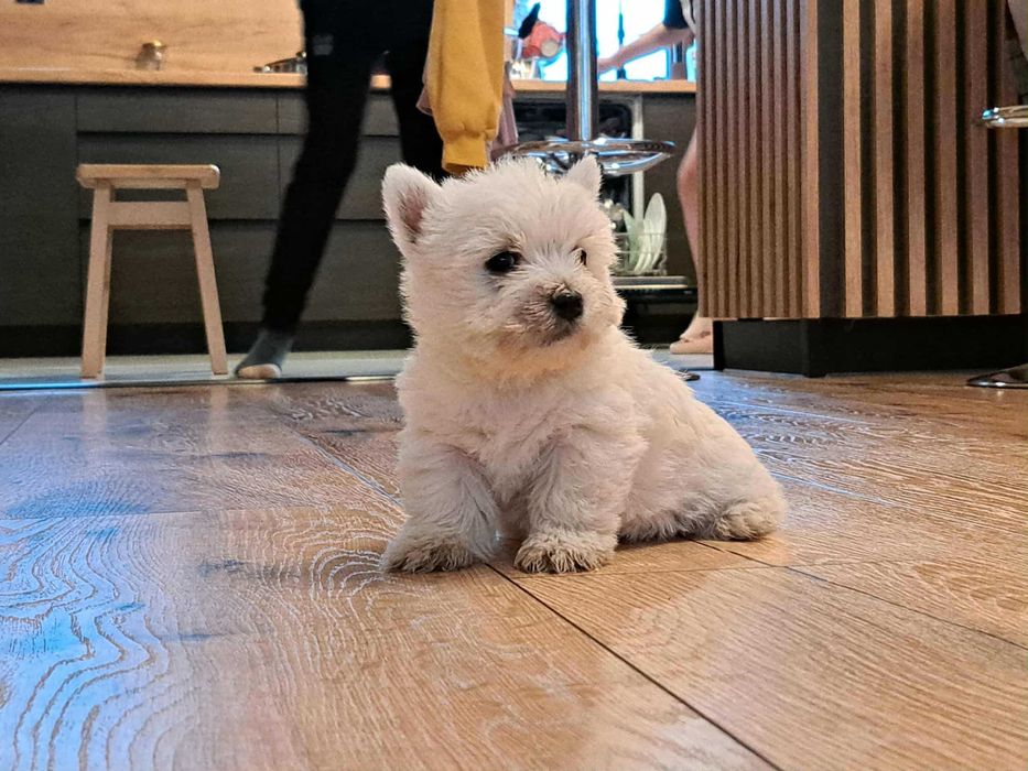 West Highland  Terrier :)