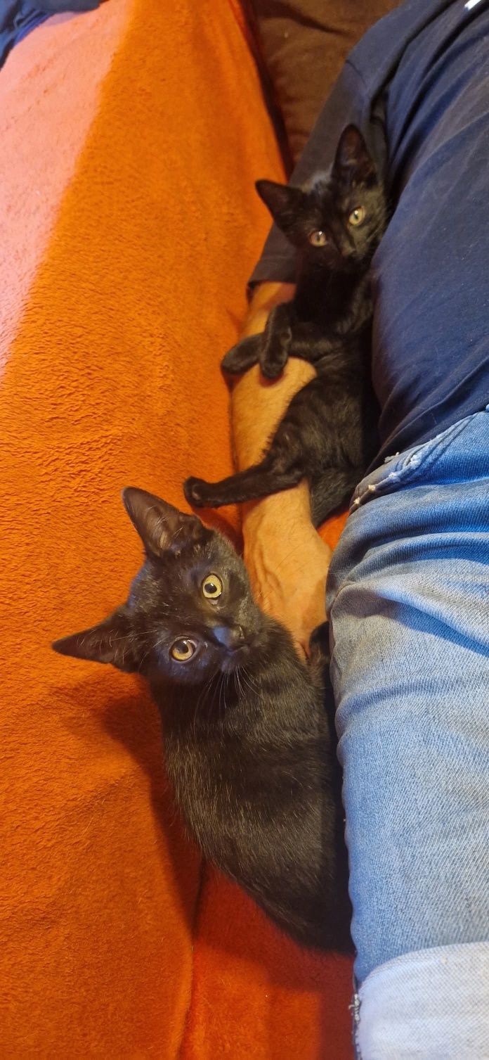 Krupniok i Benia polecają się do adopcji