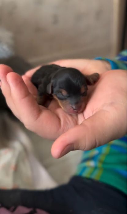 Цуценя йорка йоркшерський терєр