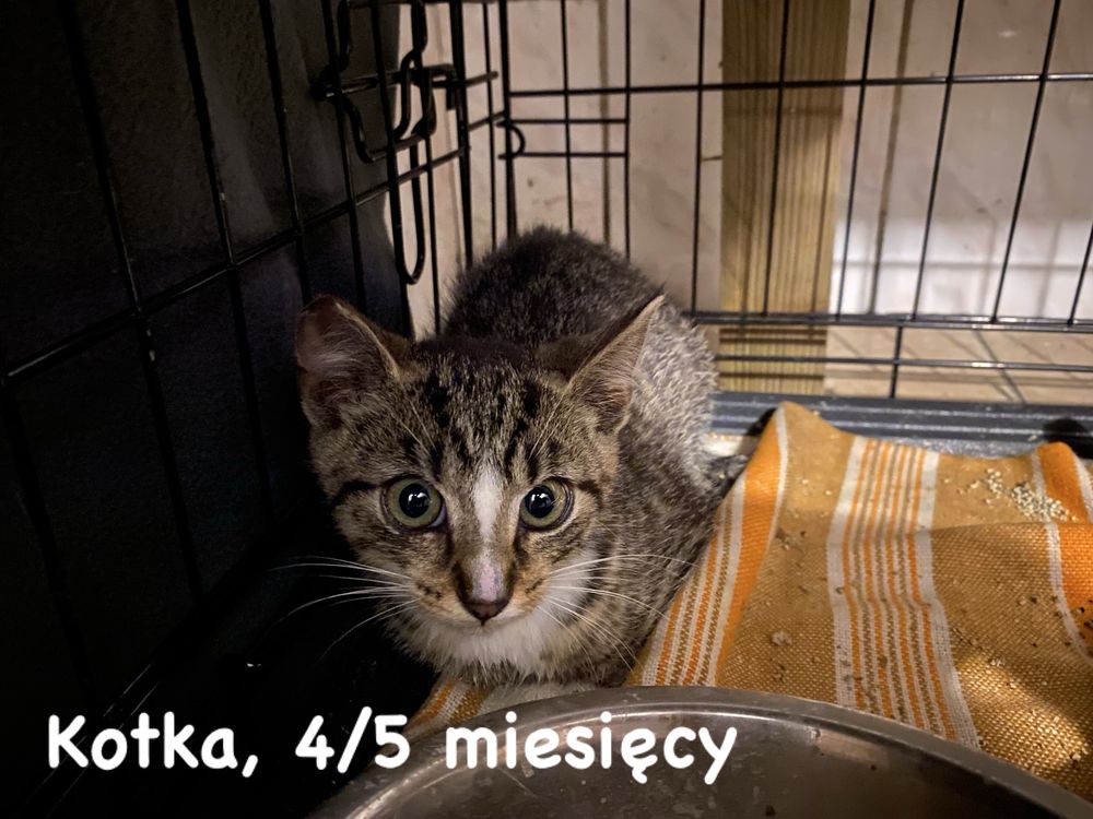 Młode koty szukają podwórka!