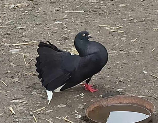 Pawiki gołębie ozdobne - samce