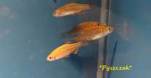 "P" Razbora galaxy, Danio margaritatus