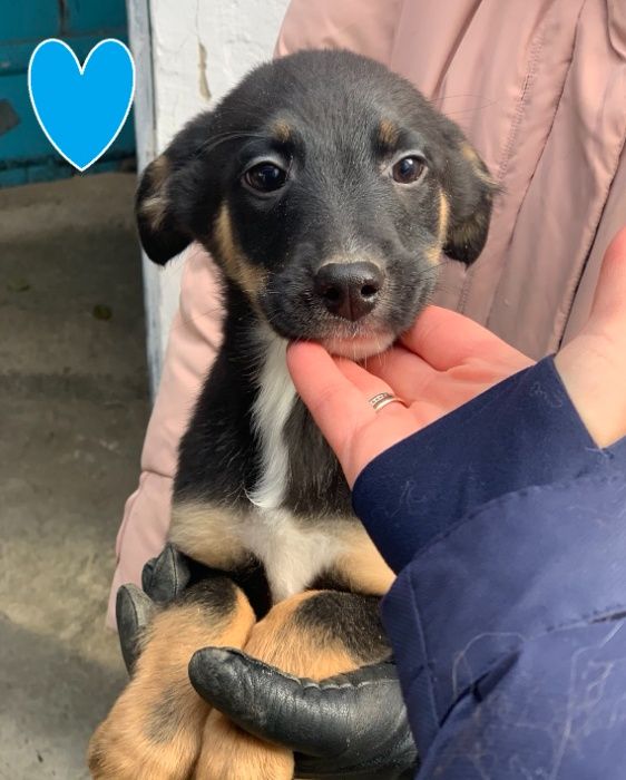 Щенки - подростки в добрые руки