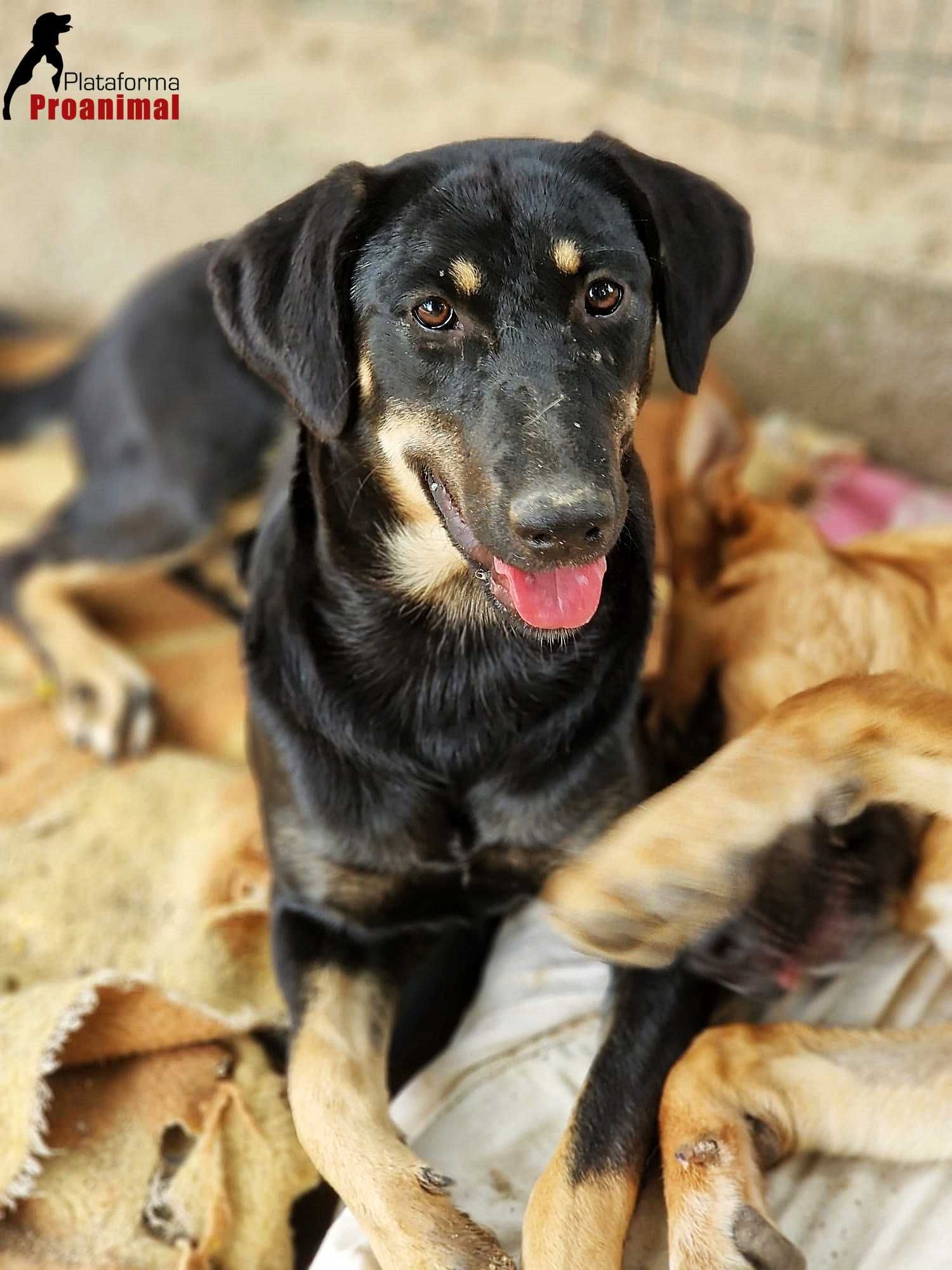 BONNIE - Cadelinha para Adoção