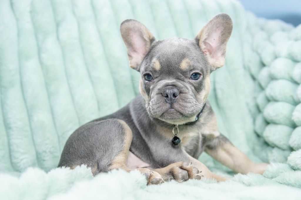 Bulldog francês macho cor Blue And Tan