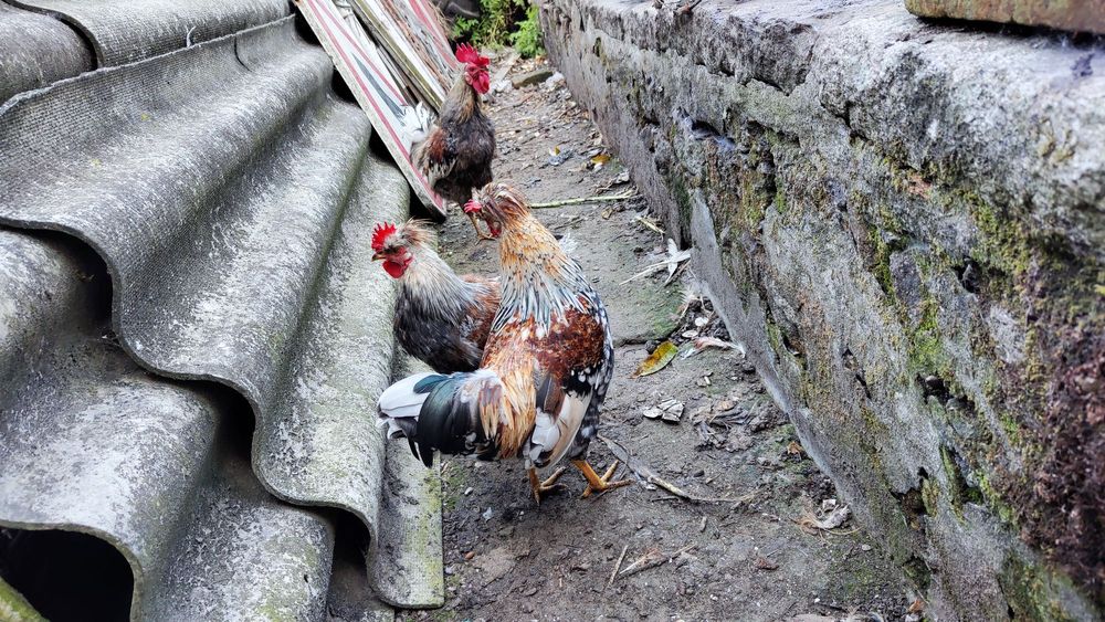 Garnizés para adopção - negociável