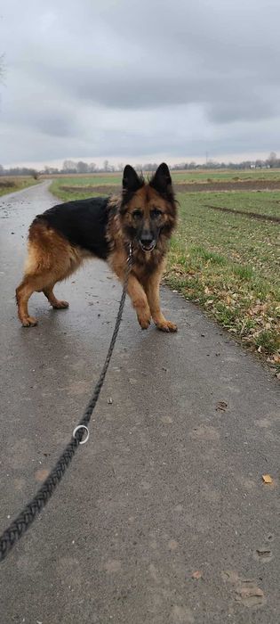 Starsza sunia Jadzia do adopcji