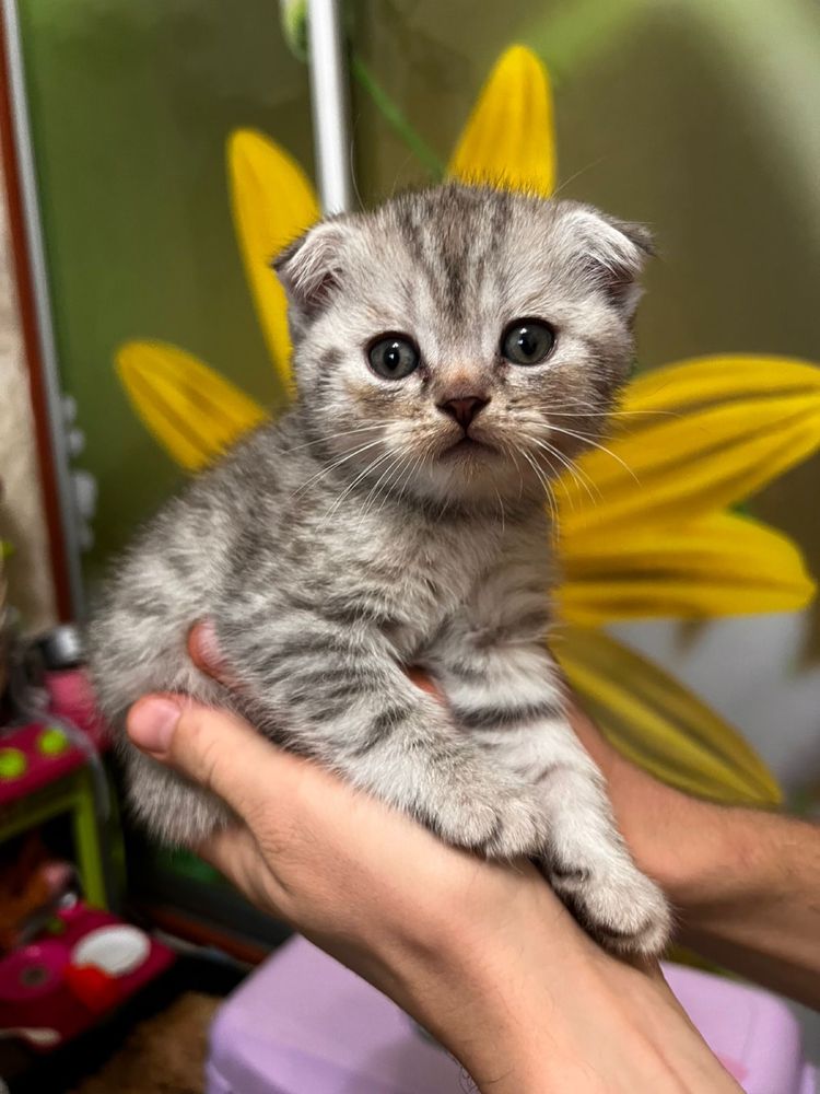 Котенята Шотландські
