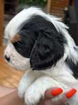 Śliczny piesek Cavalier king charles spaniel piesek