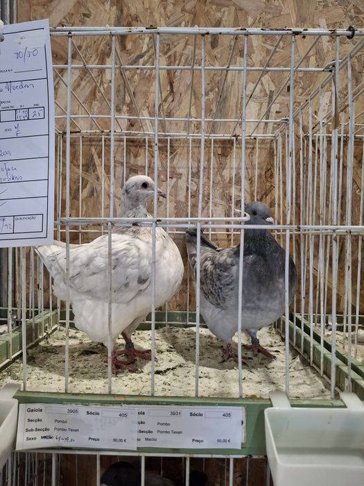 Casal de pombos Texan