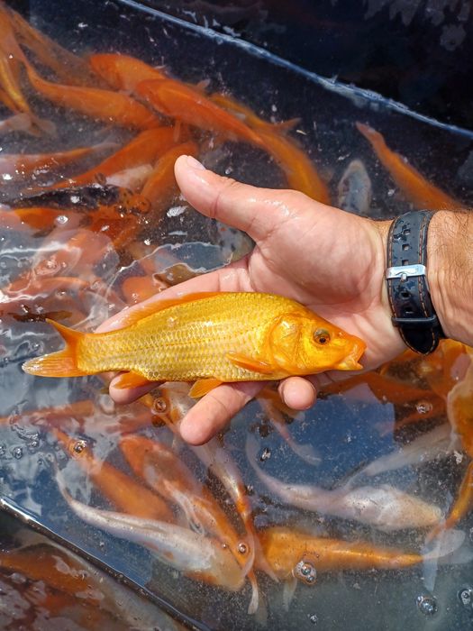 Karaś złota . Amur , Lin , Tołpyga  , Sandacz.