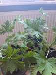 Mam do sprzedania Geranium