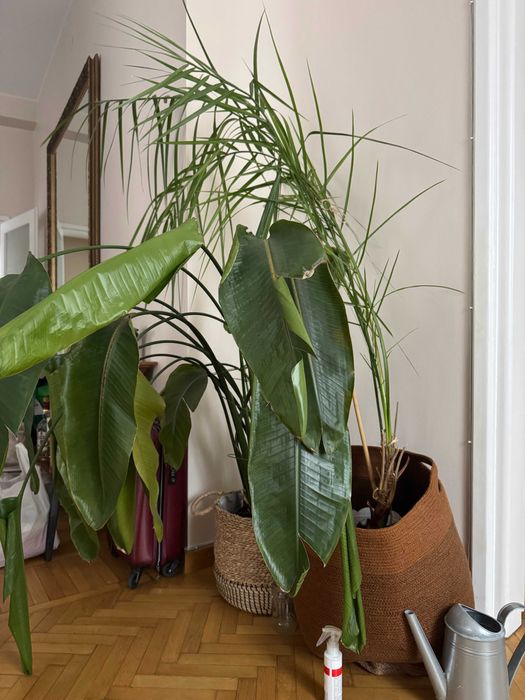 Palma daktylowa ok 2m